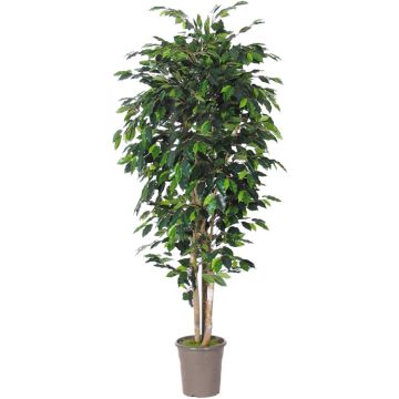 Ficus Benjamina artificiel LEVANTA, troncs naturels, vert, 300cm - Made in Italy Ficus Benjamina artificiel LEVANTA, troncs naturels, vert, 300cm - Made in Italy