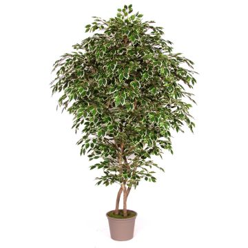 Ficus Benjamina artificiel NEVANTA, troncs en bois véritable, vert-blanc, 225cm - Made in Italy