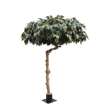 Manguier artificiel ARSENIO, tronc en bois véritable, vert, crossdoor, 275cm - Made in Italy Manguier artificiel ARSENIO, tronc en bois véritable, vert, crossdoor, 275cm - Made in Italy