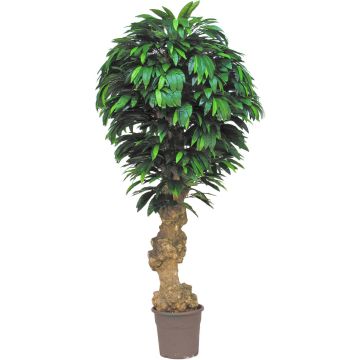 Manguier artificiel ATREYU, tronc en bois véritable, vert, crossdoor, 200cm - Made in Italy Manguier artificiel ATREYU, tronc en bois véritable, vert, crossdoor, 200cm - Made in Italy