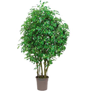 Ficus Benjamina artificiel SORAVIA, troncs naturels, vert, 200cm - Made in Italy