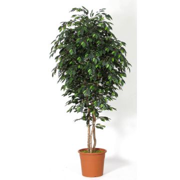Ficus Benjamina artificiel LEVANTA, troncs naturels, vert, 275cm - Made in Italy Ficus Benjamina artificiel LEVANTA, troncs naturels, vert, 275cm - Made in Italy