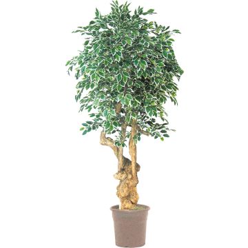 Faux Ficus Benjamina AURELIANO, tronc naturel, vert-blanc, 200cm - Made in Italy Faux Ficus Benjamina AURELIANO, tronc naturel, vert-blanc, 200cm - Made in Italy