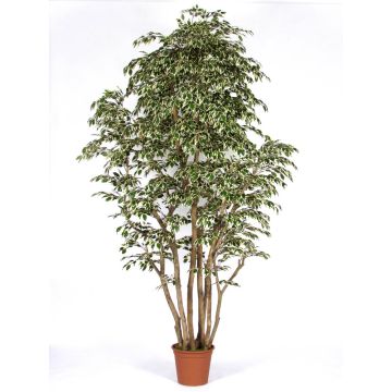 Ficus Benjamina artificiel MIMITIGO, troncs en bois véritable, vert-blanc, 200cm - Made in Italy Ficus Benjamina artificiel MIMITIGO, troncs en bois véritable, vert-blanc, 200cm - Made in Italy