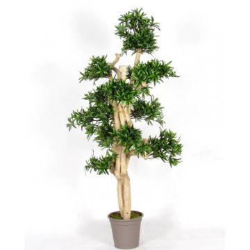 Podocarpus décoratif MIRANA, tronc naturel, vert, 180cm - Made in Italy