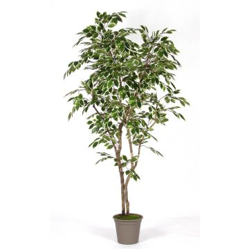 Ficus Benjamina décoratif BASILIO, troncs en bois véritable, vert-blanc, 180cm - Made in Italy Ficus Benjamina décoratif BASILIO, troncs en bois véritable, vert-blanc, 180cm - Made in Italy