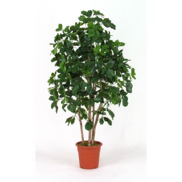 Schefflera artificiel NANETTE, troncs en bois véritable, vert, 200cm - Made in Italy Schefflera artificiel NANETTE, troncs en bois véritable, vert, 200cm - Made in Italy