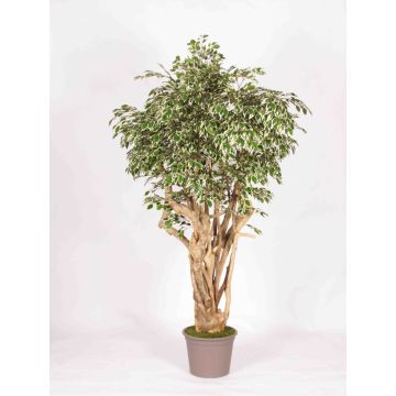 Ficus Benjamina artificiel LISENKA, tronc en bois véritable, vert-blanc, 200cm - Made in Italy Ficus Benjamina artificiel LISENKA, tronc en bois véritable, vert-blanc, 200cm - Made in Italy