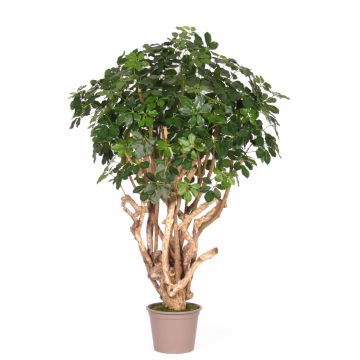 Faux schefflera TIERNO, tronc en bois véritable, vert, 225cm - Made in Italy Faux schefflera TIERNO, tronc en bois véritable, vert, 225cm - Made in Italy