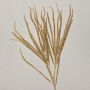 Branche de cèdre artificiel THEOBALD, paillettes, or, 60cm