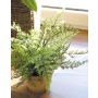 Fougère de Boston artificielle MARGARETA, en pot décoratif, 25cm, Ø30cm