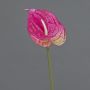 Fleur artificielle Anthurium XYLON, fuchsia, 50cm