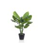 Calathea orbifolia artificiel CAPHOR, vert-gris, 70cm