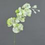 Tige d’orchidée artificielle MYRIA, enneigé, vert, 75cm, Ø7-8cm
