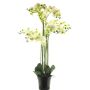 Fleur artificielle orchidée Phalaenopsis CHENXU, blanc, 110cm