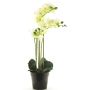 Fleur artificielle orchidée Phalaenopsis CHENXU, blanc, 55cm