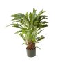 Calathea artificiel BAHATI, petit, vert, 85cm