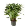 Calathea artificiel BAHATI, grand, vert, 85cm