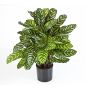 Faux calathea BADU, grand, vert-jaune, 80cm