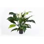 Plante artificielle Spathiphyllum ABBY, avec fleurs, blanc, 75cm