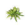 Plante artificielle aglaonéma ASMARA, sur piquet, vert-blanc, 50cm