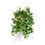 Ampelopsis artificiel SICHIA, sur piquet, vert-blanc, 50cm