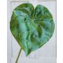 Feuille d'anthurium artificielle GÜLSAH, vert, 65cm