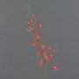 Branche artificielle Orchidée Cattleya TRASSA, rouge-orange, 80cm