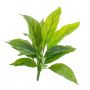 Fausse cordyline VALDA, sur piquet, vert, 30cm