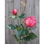 Rose artificielle CARUSA, fuchsia, 80cm, Ø8cm