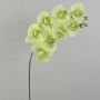 Tige d'orchidée en soie AURELIA, crème-vert, 95cm, Ø10cm