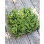 Tapis d'eucalyptus en plastique SERAFINO, vert, 35x35cm