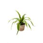 Fougère nid d'oiseau artificielle FRANNY, pot en terre cuite, vert, 30cm, Ø30cm