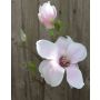 Magnolia en tissu FEMI, rose pâle, 35cm, Ø12cm