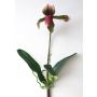 Sabot de vénus artificiel VELANA, piquet, violet-vert, 40cm, Ø14cm