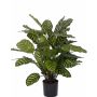 Calathea Makoyana artificiel GODE, vert-jaune, 65cm