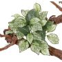 Fittonia artificiel MOLARA sur piquet, vert-blanc, 25cm