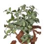 Fittonia artificiel NIKLAUS, piquet, ignifuge, vert-blanc, 30cm