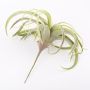 Tillandsia Cites en plastique ANELIA sur piquet, vert-gris, 30cm