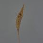 Bulbinella angustifolia artificiel TALUNA, brun clair, 65cm, Ø6cm