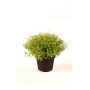 Cresson alénois en plastique YANIS, vert, 13cm