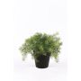 Asparagus sprengeri synthétique YANIS, 15cm