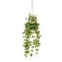 Panier suspendu avec ceropegia BOLTEN, vert, 50cm
