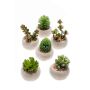 Plantes succulentes artificielles CAMBELA en pot en béton, 6 pièces, multicolore, Ø6,5cm