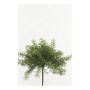 Asparagus sprengeri artificiel MONET sur piquet, 10cm