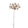 Berce du Caucase en plastique EVANDRO, gris, 125cm