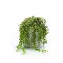 Senecio artificiel PIURA en pot en ciment, vert, 15cm