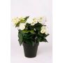 Bégonia artificiel DOBRADA, crème, 30cm