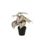 Bégonia rex artificiel MEIRA, vert-rose, 25cm