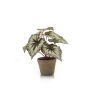Bégonia rex artificiel MEIRA en pot en terre cuite, vert-violet, 25cm